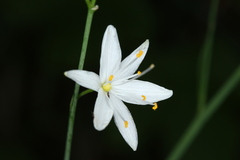 Anthericum