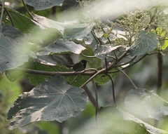 Apalis personata