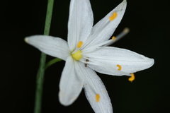 Anthericum