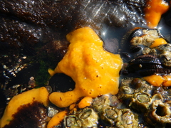 Porifera