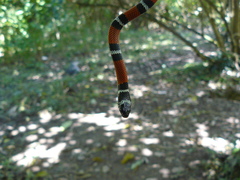 Erythrolamprus bizona