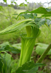 Arisaema japonicum