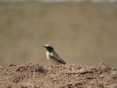 Oenanthe deserti