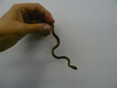 Dendrophidion bivittatus