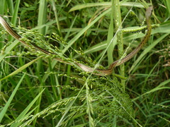 Dendrophidion bivittatus