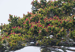 Picea jezoensis jezoensis