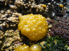 Colpomenia tuberculata