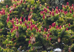 Picea jezoensis jezoensis