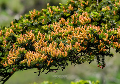 Picea jezoensis jezoensis