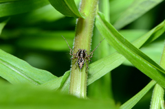 Oxyopes ramosus