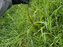 Mastigodryas danieli