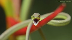 Oxybelis brevirostris