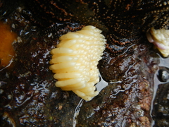 Concholepas concholepas