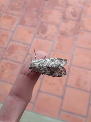 Hypercompe abdominalis