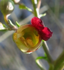 Scrophularia tanacetifolia