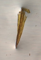 Schistidium dupretii