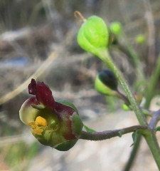 Scrophularia tanacetifolia