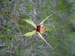 Caladenia procera