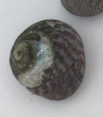 Steromphala umbilicalis