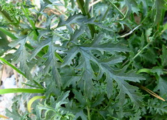 Scrophularia tanacetifolia