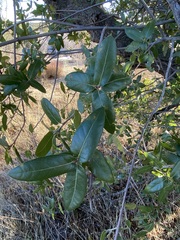 Quercus peninsularis