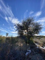 Quercus peninsularis