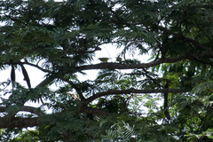 Zosterops stuhlmanni