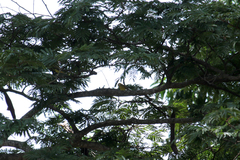 Zosterops stuhlmanni