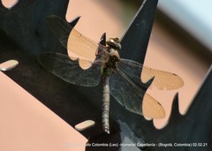 Rhionaeschna marchali