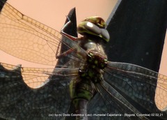 Rhionaeschna marchali