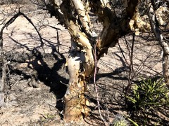 Peniocereus johnstonii