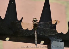 Rhionaeschna marchali