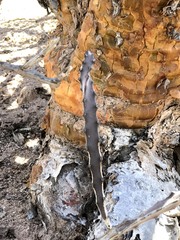 Peniocereus johnstonii