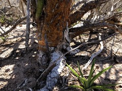 Peniocereus johnstonii