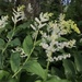 Maianthemum racemosum - Photo (c) Emily Scherer,  זכויות יוצרים חלקיות (CC BY-NC), הועלה על ידי Emily Scherer