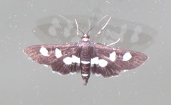 Desmia maculalis