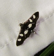Desmia maculalis