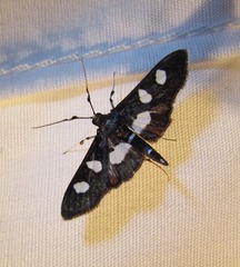 Desmia maculalis