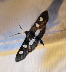 Desmia maculalis