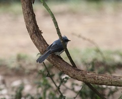 Elminia albicauda