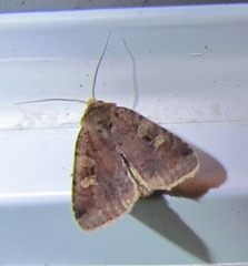 Diarsia jucunda