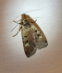 Diarsia jucunda