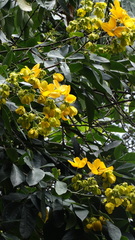 Senna macranthera