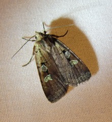 Diarsia jucunda