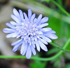 Knautia integrifolia