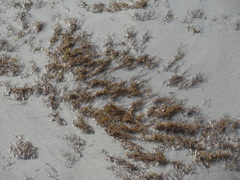 Gracilaria chilensis