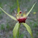 Carbunup King Spider Orchid - Photo (c) heeni, some rights reserved (CC BY-NC), uploaded by heeni