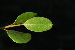 Arctostaphylos densiflora