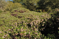 Arctostaphylos densiflora