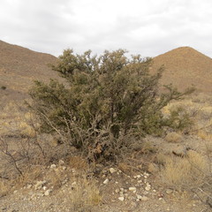 Condalia warnockii